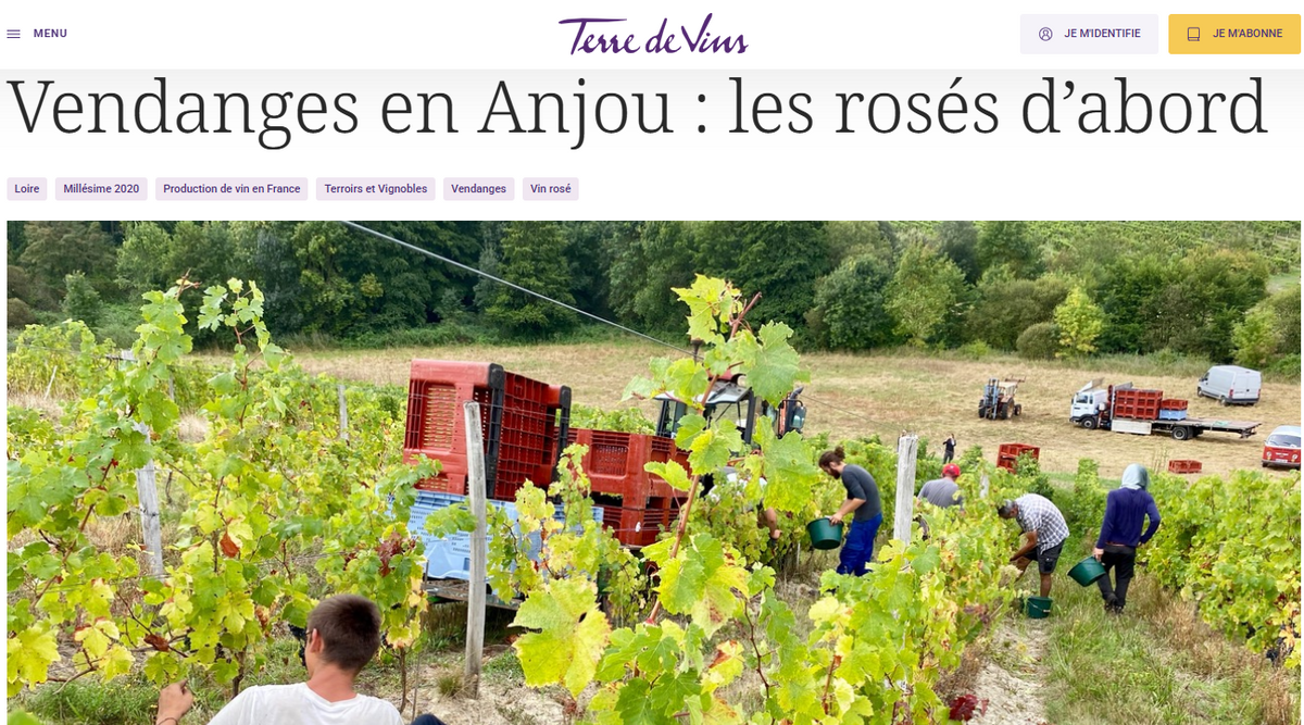 Terres de vins - Vendanges en Anjou : les rosés d’abord